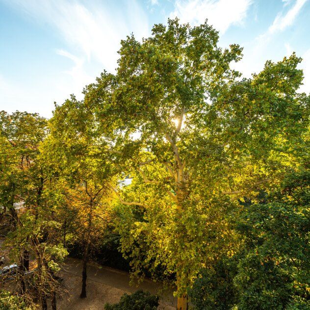 ++NEU++ Porzellangasse, Bestlage im Servitenviertel, 3-Zimmer + halboffene Küche! **GRÜNRUHELAGE** verfügbar ab 01.08.23 - Foto 1