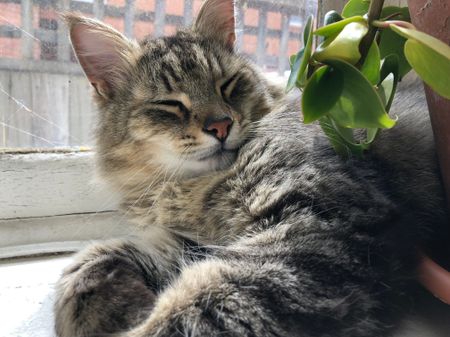 St Kilda East - Photo 3