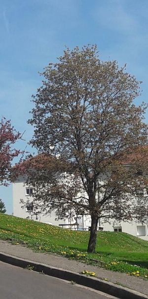 TYPE 3 MIRECOURT - Photo 2