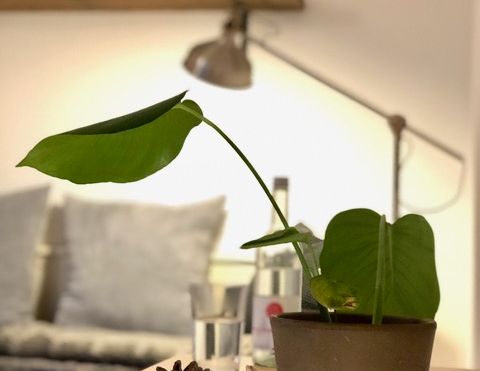 Harmonisch & Ruhig - Apartment in ruhiger Lage Nähe Subbelratherstraße - Foto 1