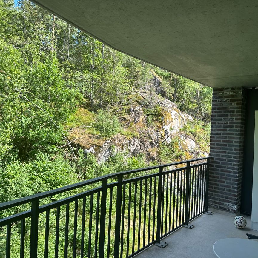 Gaffelseglet, Vega - Photo 1