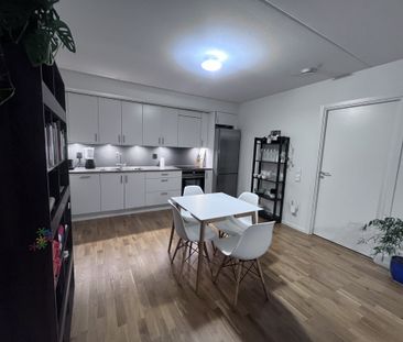 Gaffelseglet, Vega - Photo 2