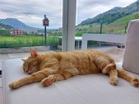 3.5 Zimmer, 94 m², EG - Photo 4