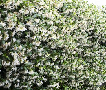 71 Styles Street, Leichhardt NSW 2040 - Terrace For Rent | Domain - Photo 6