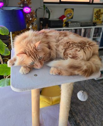 Munno Para West - Photo 1