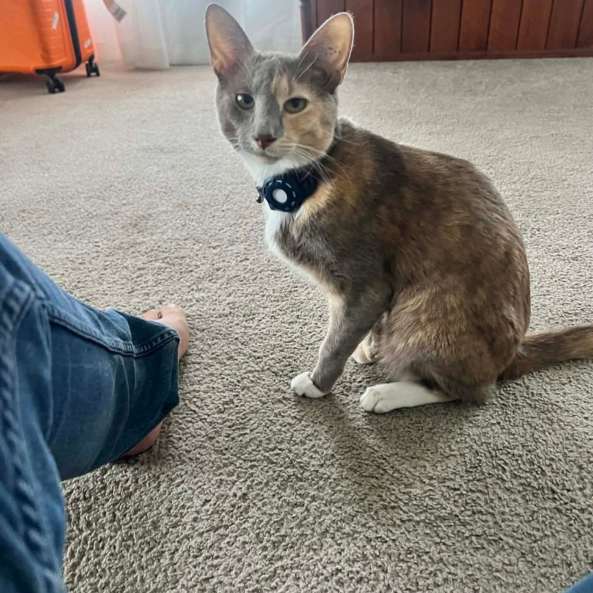 Albany Creek - Photo 1