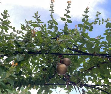 For Lease - 209 Kentland Street, Markham, Ontario - Photo 6