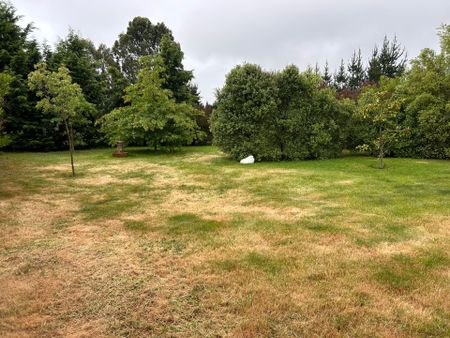 Garden Setting - Photo 4