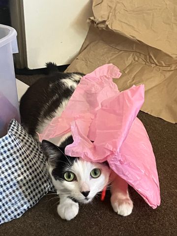 West Footscray - Photo 3