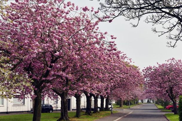 428 Merville Garden Village, Newtownabbey, BT37 9TX - Photo 1