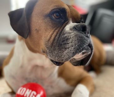 3 ½ à Louer, Animaux Acceptés! - Photo 1