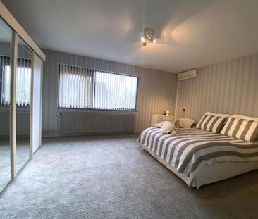 Bruine Lijster - Photo 6