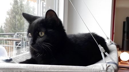 3½ Zimmer-Wohnung in Thun (BE), möbliert, auf Zeit - Photo 3