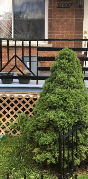 6 1/2, Rez-de-Chaussée Duplex avec sous-sol et jardin a Verdun - Photo 1