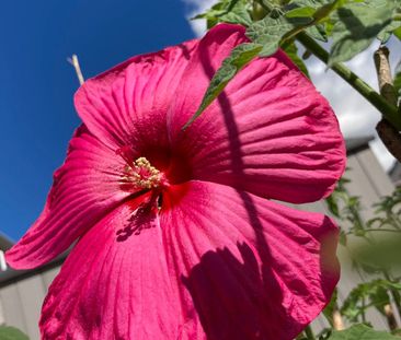 For Lease - 209 Kentland Street, Markham, Ontario - Photo 3