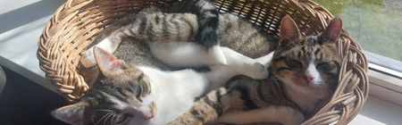 Huize Sarijopen - Foto 5