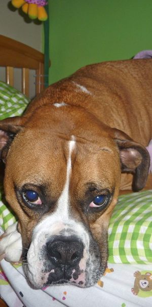 3 ½ à Louer, Animaux Acceptés! - Photo 1