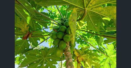 Silkwood Ridge Estate 4 bedroom home neighbourly community - Photo 4