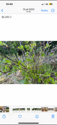 Granelundsvägen, Värnamo - Foto 1