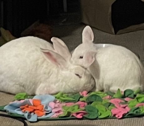 Lower Plenty - Photo 1