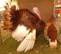 Martins Creek - Photo 4